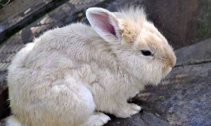 波兰兔好养吗 波兰兔食物以素食为主
