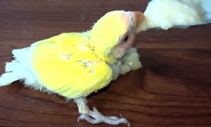 黄桃鹦鹉怎么喂食最正确
