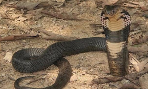 眼镜王蛇喜欢吃蛇