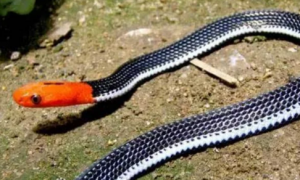 红颈蛇红头蛇是什么意思