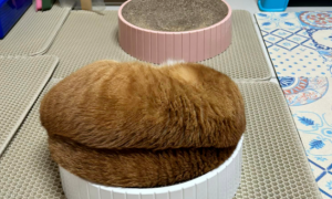 网友晒出家里猫咪的照片，网络一口咬定：这是一个大型棕毛刷！