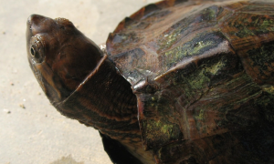 条颈摄龟是不是保护动物
