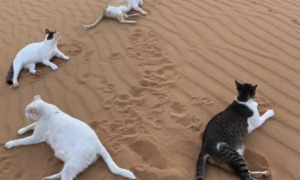 主人住在沙漠里，门口的沙漠已成猫咪乐园，网友：省了猫砂钱
