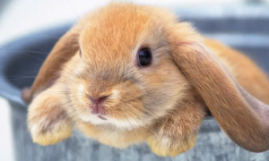 荷兰垂耳兔养殖 垂耳兔是夜猫子