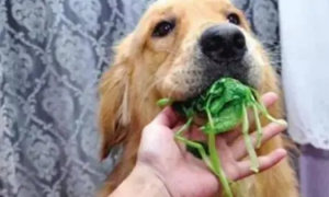 狗狗可以吃菠菜吗