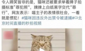 猫咪因违反外出禁令被捕，被强制拍照一脸懵，真相却并非如此？