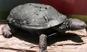 黑腹刺颈龟能深水吗