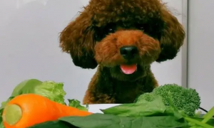 泰迪最怕的6种蔬菜