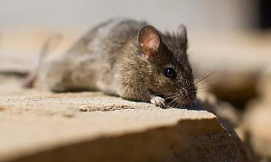 老鼠有狂犬病毒能活多久