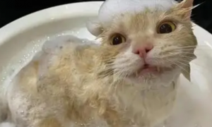 猫长时间不洗澡会怎样