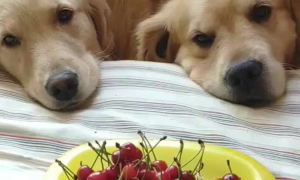 小狗能吃樱桃吗