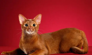 世界上有红毛猫吗