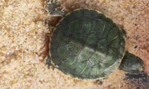 乌龟缸一半水一半沙子设计图