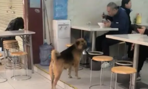 流浪狗在早餐店里讨食，但从来都不会进店里，只趴在门口望着！