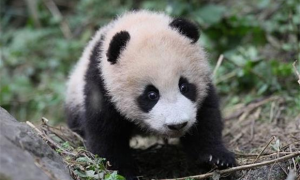 大熊猫几岁算成年？大熊猫成长记：从幼崽到成年的壮丽旅程