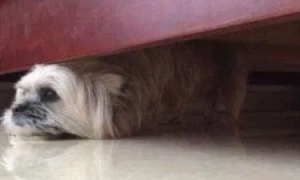 狗突然躲在床底有什么预兆