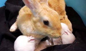 刚生的兔子怎么喂养视频