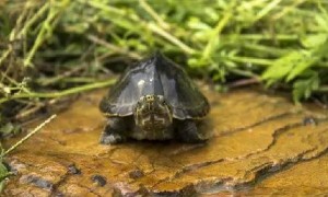 密西西比麝香龟是保护动物吗
