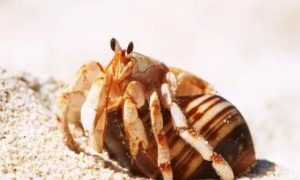 海洋深处的神秘生物：寄居蟹