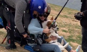 主人带着狗狗一起跳伞，狗狗在空中一脸懵逼，萌翻了