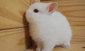 波兰兔能长多大 是纯种宠物兔中最小的一个