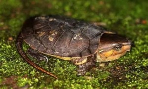 鹰嘴龟冬眠的环境是什么样