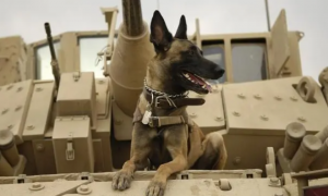 军犬有哪些品种？10大军犬帅爆战场，比德牧还酷的军犬竟不止一种