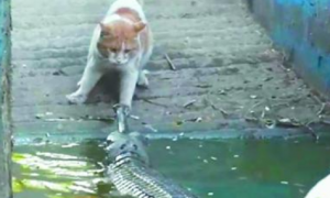 印度动物园猫咪遭鳄鱼袭击 “两巴掌”将其击退