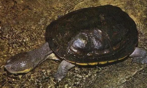 巨型霸王龟蛇颈龟能长多大