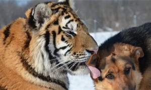 实拍东北虎猎食护院大狗，百兽之王的老虎为什么爱和狗过不去？