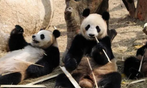 成都片区大熊猫栖息地首次人工修复完成验收