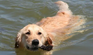 一只喜欢水的狗狗，为讨好主人，上演水上杂技