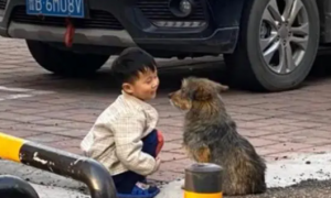 萌娃路边蹲着和小狗“交流”，网友：这才是世界上最纯净的眼神！