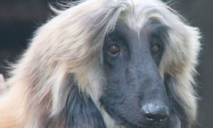 阿富汗猎犬喜欢吃什么 吃什么让毛更光泽