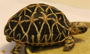 豹纹陆龟寿命