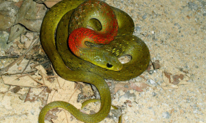 红色脖子绿色身的蛇