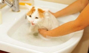 往猫身上泼水会怎样