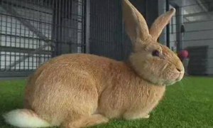 什么品种的兔子长得最大