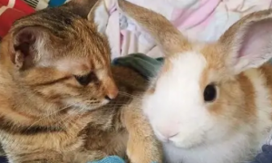 小猫可以和兔子一起养吗