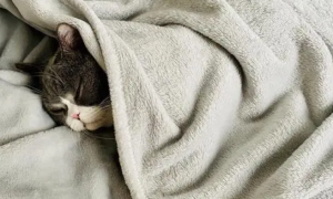 冬天，猫咪总是捂在被子里睡，不会缺氧吗？