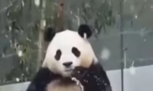 大熊猫是几级保护动物，科普篇