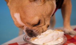 小狗能吃奶油吗