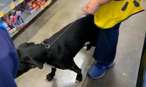 黑狗突然闯入超市，众人急追，收银员却抱住它哭了起来...