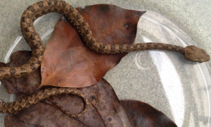 龟壳花蛇是什么蛇