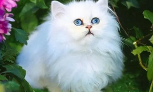 波斯猫一般多少钱 世界上最出名的品种