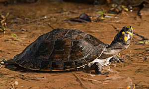 亚马逊黄头侧颈龟