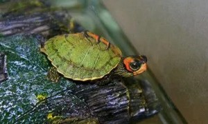 棱背龟可以冬眠吗