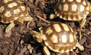 苏卡达陆龟公母图片