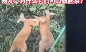 广州一动物园两只袋鼠对打到飞起 网友：“袋”师傅，快切它中路！