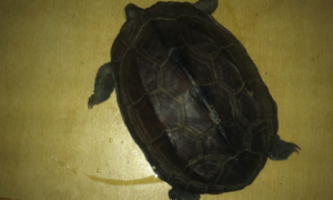 中华草龟饲养方法